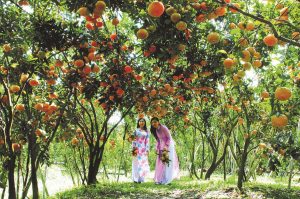 tour du lịch vườn trái cây lái thiêu