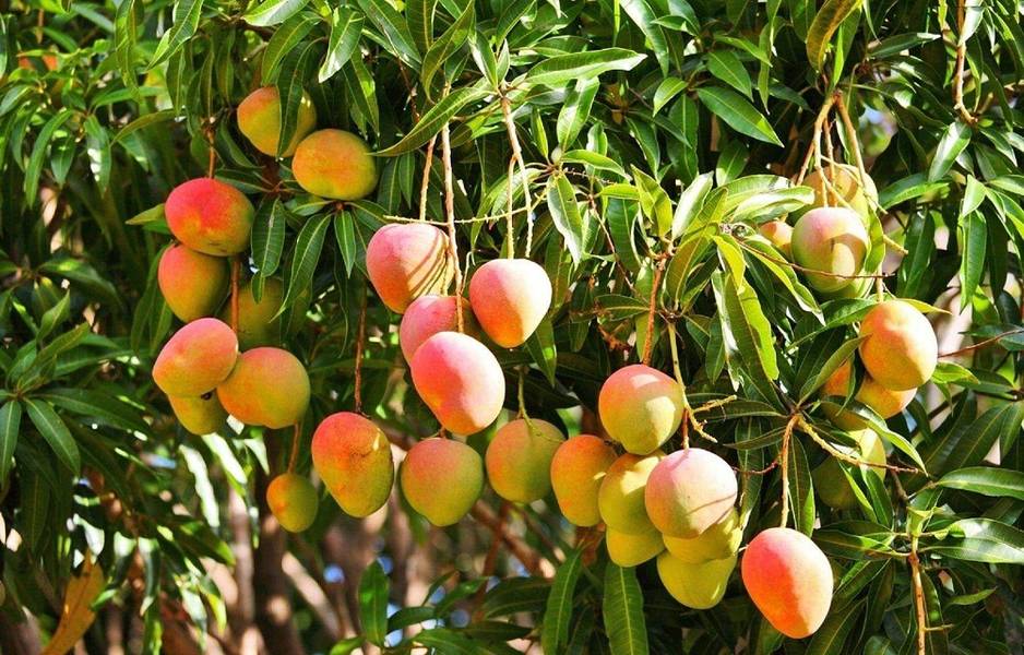 tour du lịch vườn trái cây lái thiêu - Hình 4