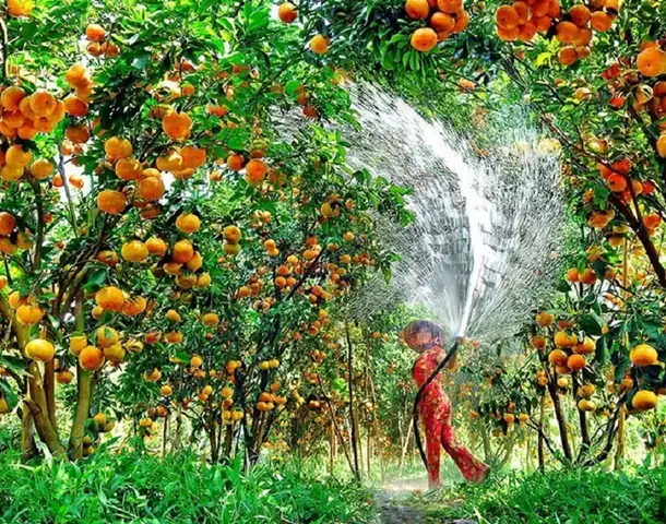 tour du lịch vườn trái cây lái thiêu - Hình 5
