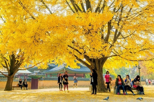 u lịch hàn quốc tháng 9 - Hình 4
