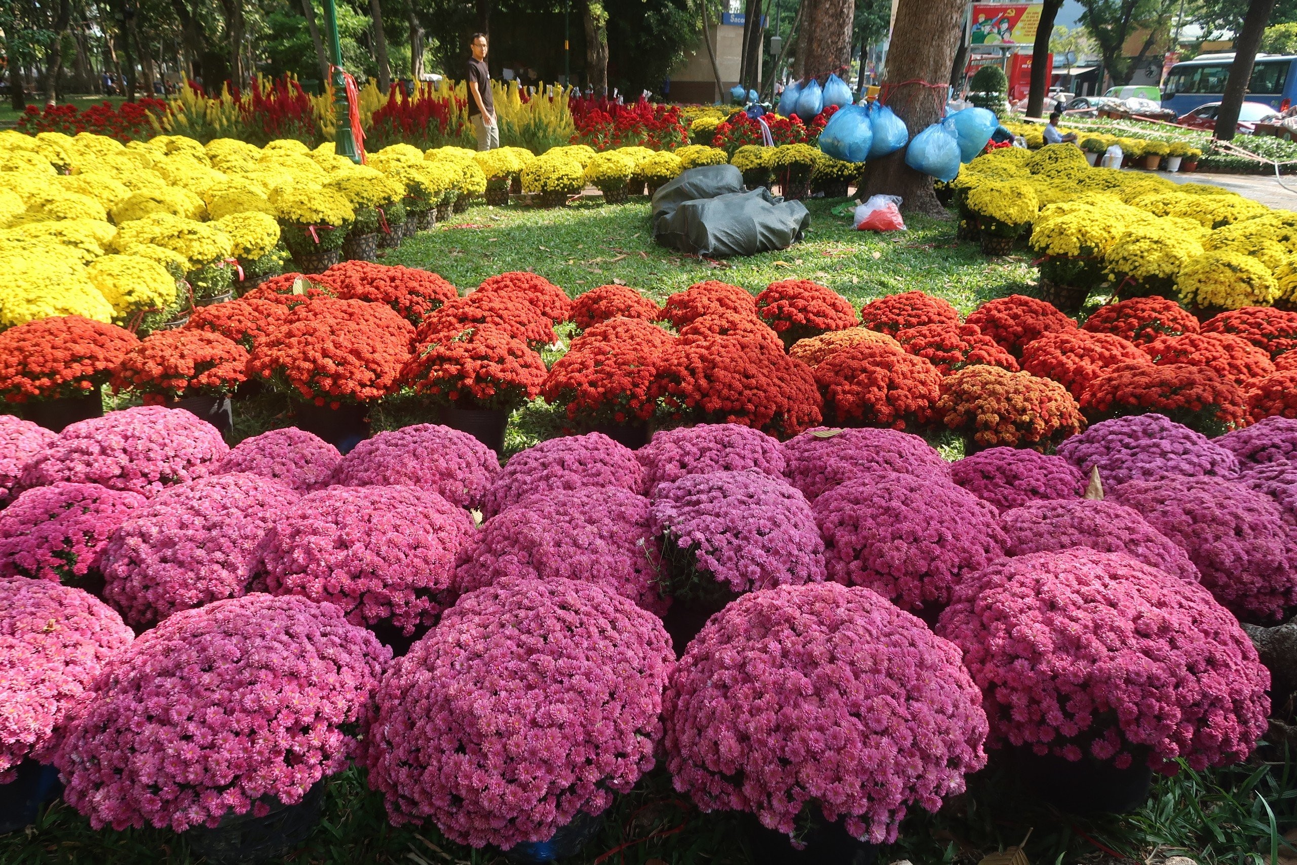 Chợ hoa Tết Công viên 23/9 - Hình 2