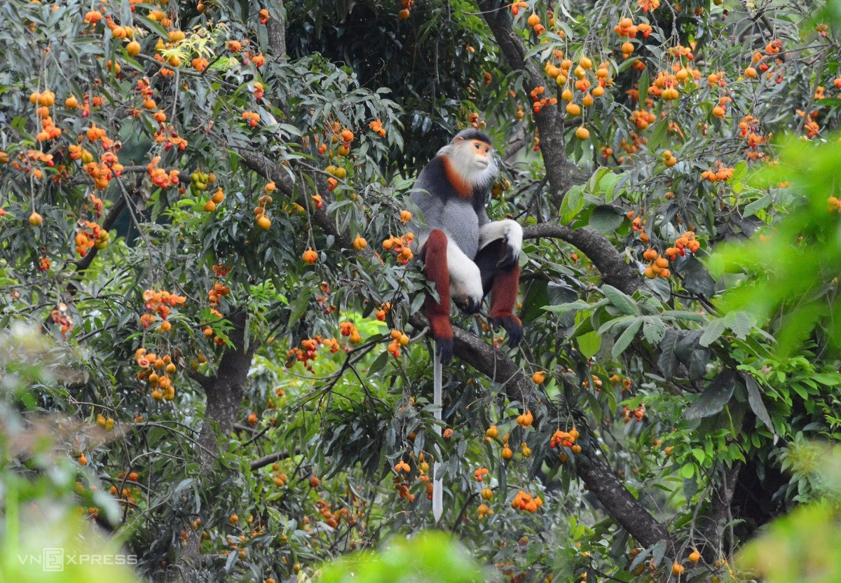 Gặp động vật hoang dã khi trekking - Hình 3