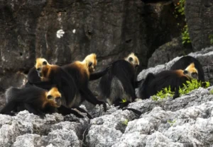 Gặp động vật hoang dã khi trekking