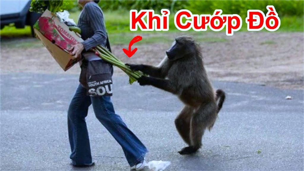 Làm gì khi bị khỉ giật đồ
