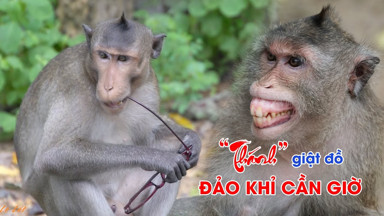 Làm gì khi bị khỉ giật đồ - Hình 2