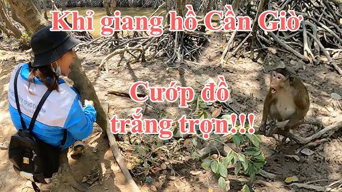 Làm gì khi bị khỉ giật đồ - Hình 3