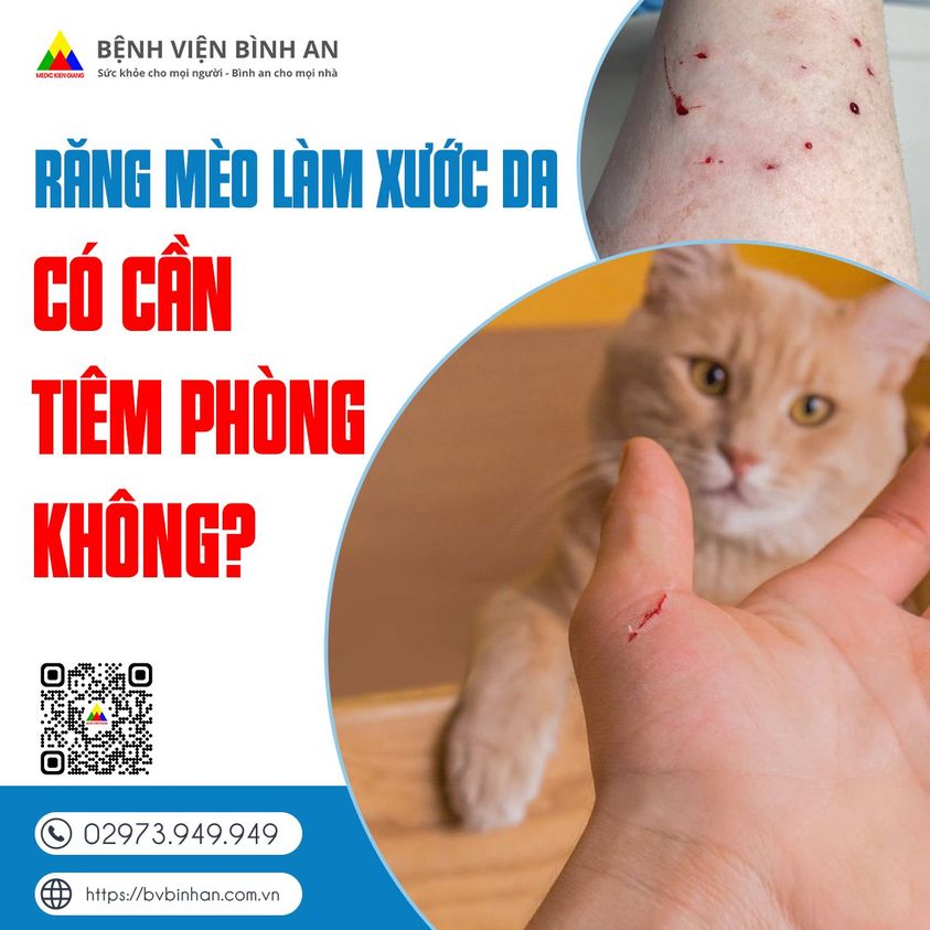 Làm gì khi bị mèo cào - Hình 4