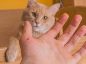 Làm gì khi bị mèo cào