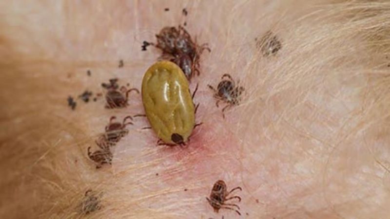 Làm gì khi bị ve bám - Hình 3
