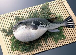 Làm gì khi gặp cá độc
