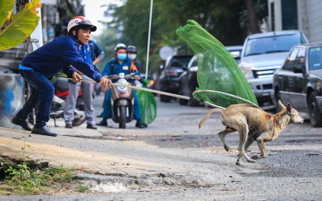 Làm gì khi gặp chó thả rông - Hình 2