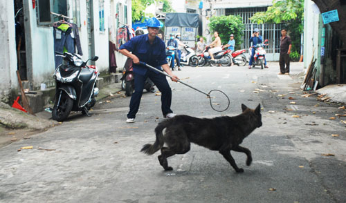 Làm gì khi gặp chó thả rông - Hình 3