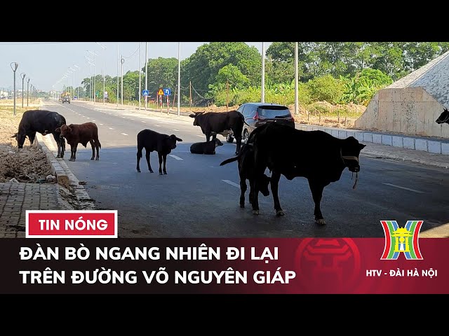 Làm gì khi gặp đàn bò trên đường - Hình 5