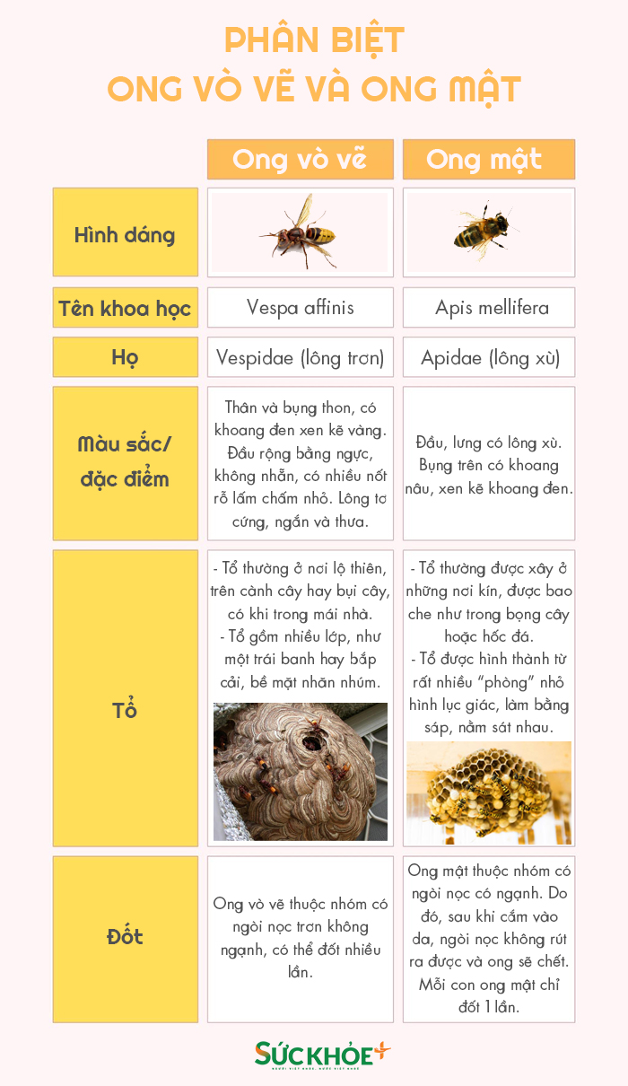 Làm gì khi gặp ong - Hình 1