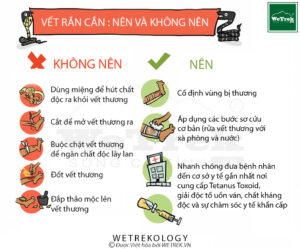 Làm gì khi gặp rắn khi đi du lịch