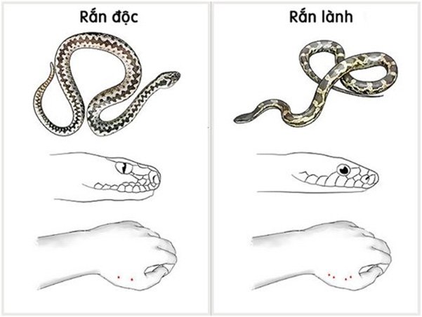 Làm gì khi gặp rắn trong khu cắm trại - Hình 4