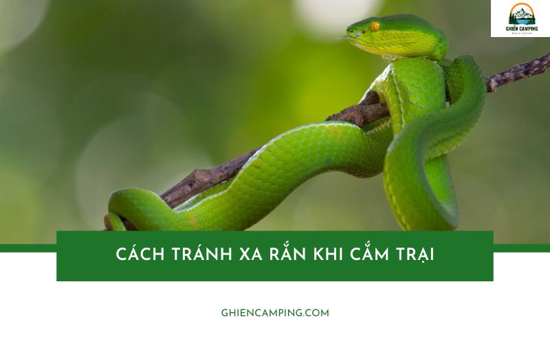 Làm gì khi gặp rắn trong khu cắm trại - Hình 5