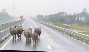 Làm gì khi gặp trâu trên đường đèo