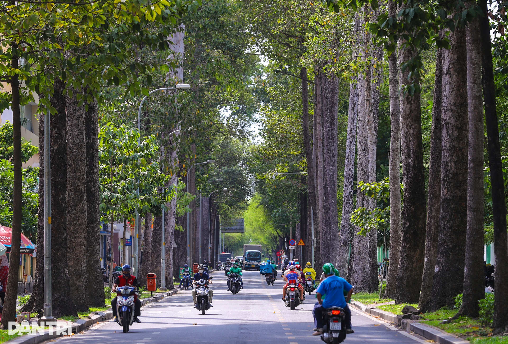 Những con đường xanh mát ở TP.HCM - Hình 4