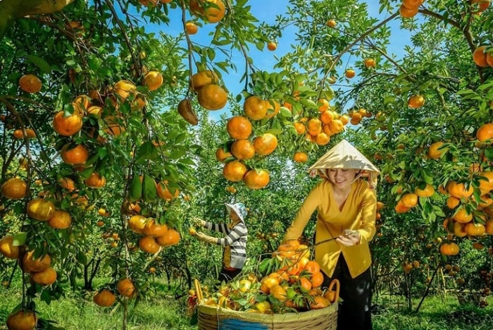 du lịch vườn trái cây - Hình 5